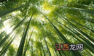竹子的寓义是什么 竹子的寓意及用途