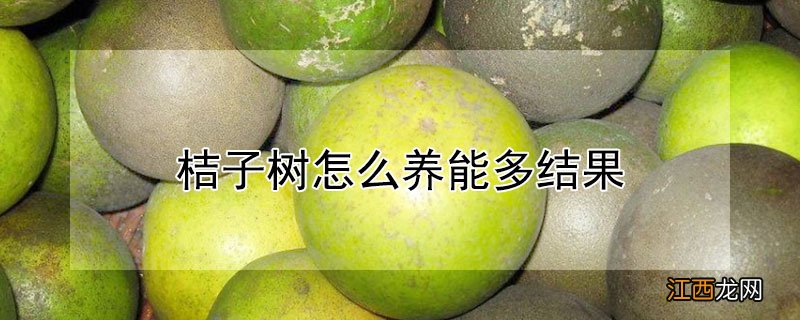 桔子树怎么养能多结果