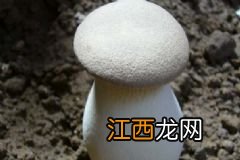 鸡肝的功效与作用有哪些？鸡肝有哪些营养价值？