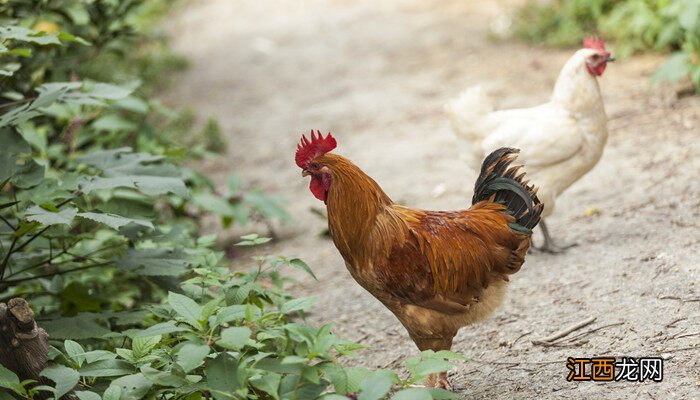 公鸡的繁殖器官在哪里啊 公鸡的繁殖器官在哪里