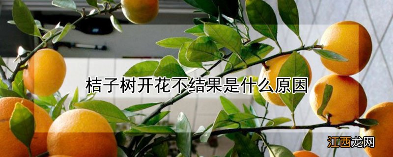 桔子树开花不结果是什么原因