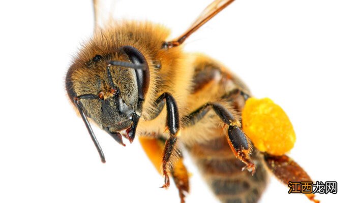 找蜂王最简单方法 一窝马蜂大概培育出多少蜂王
