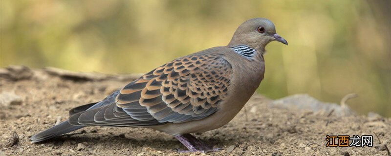 斑鸠得养多久才亲主人 斑鸠蛋几天孵出来
