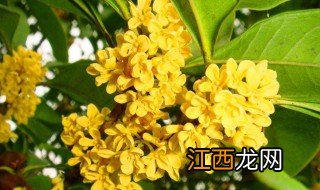 桂花花期 桂花花期介绍