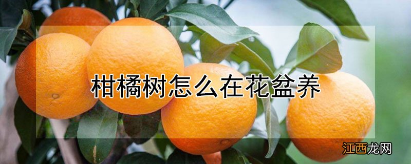 柑橘树怎么在花盆养