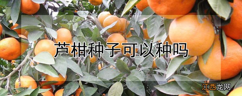 芦柑种子可以种吗