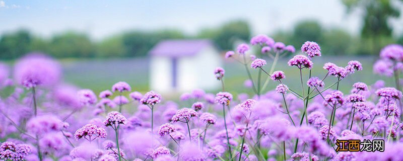 薰衣草种子怎么种植方法 薰衣草种子怎么种植