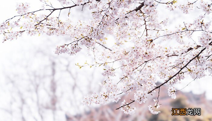 河北省省花是什么花? 河北省省花是什么花