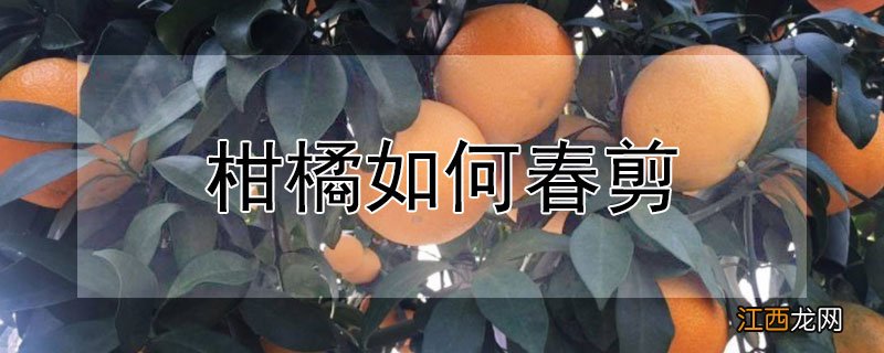 柑橘如何春剪