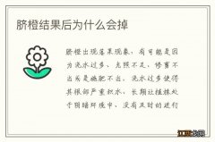 脐橙结果后为什么会掉