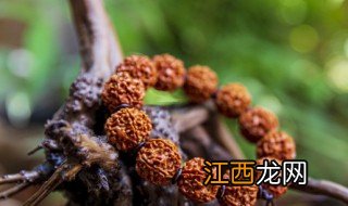 佩戴菩提子的好处介绍 佩戴菩提子有什么好处