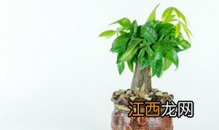 家里鞋柜放哪些植物招财好 家里鞋柜放哪些植物招财