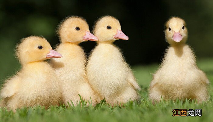 鸭子一晚上不喂水可以吗野鸭什么时间会飞 鸭子一晚上不喂水可以吗