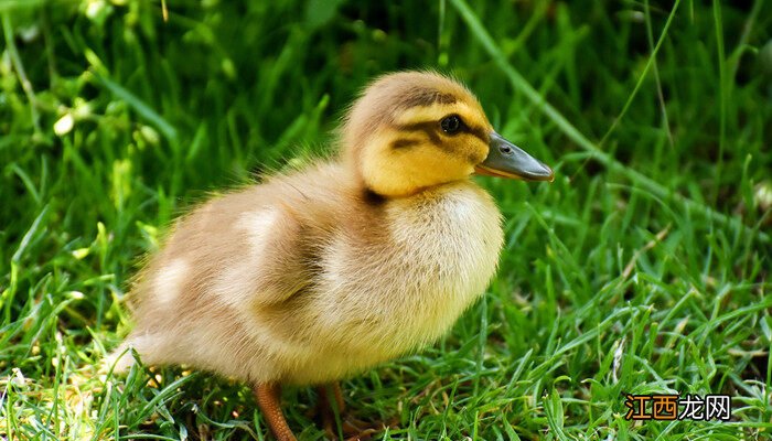 鸭子一晚上不喂水可以吗野鸭什么时间会飞 鸭子一晚上不喂水可以吗