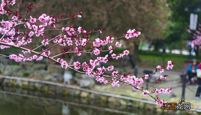 美人梅和紫叶李的区别 美人梅和紫叶李