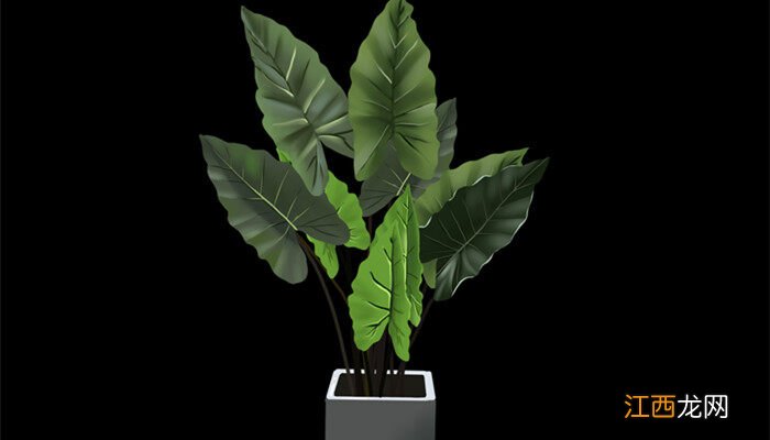 滴水观音和千手观音的区别图 滴水观音和千手观音的区别