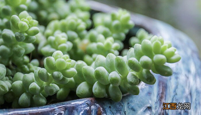 多肉植物怎么养活它 多肉植物怎么养活