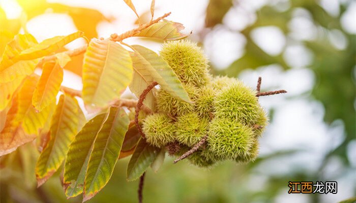 板栗种植时间和方法 板栗种植技术与管理