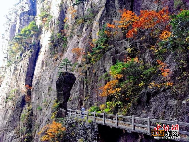 层林尽染秋韵浓 安徽黄山风景区迎来“醉”美秋景