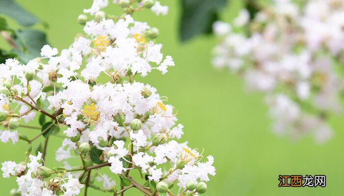 紫薇花花语及象征意义 紫薇花花语及意义