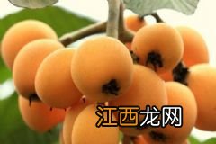 初春吃什么水果？初春水果吃什么好？