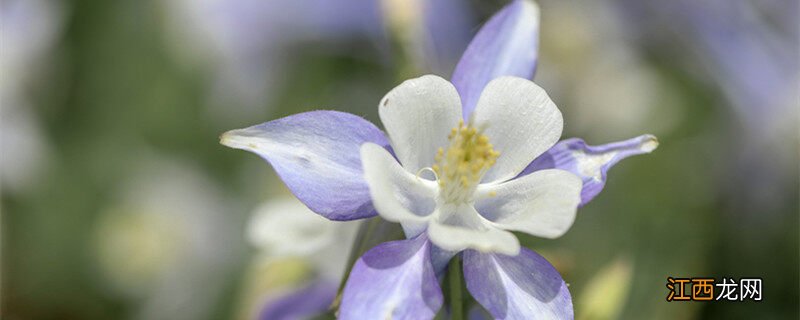 耧斗菜种子的种植方法和时间 耧斗菜的养殖方法和注意事项