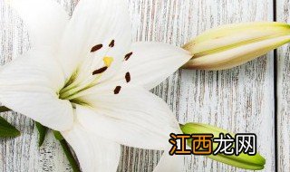 百合什么时候开花的 百合什么时候开花的,大概几点开花