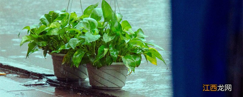 绿萝长藤要不要剪掉