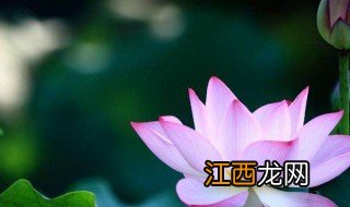 关于荷花的古诗 有关荷花古诗介绍