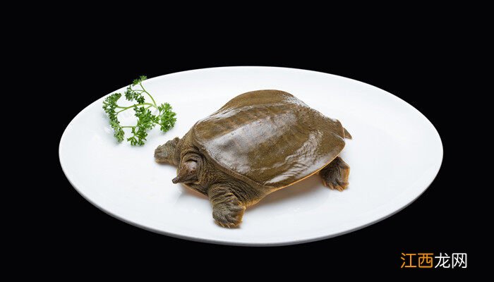 甲鱼品种介绍图片大全 甲鱼品种