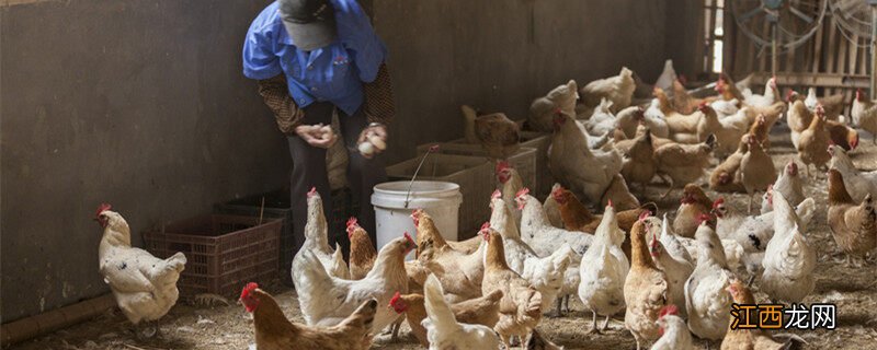 各种鸡的图片和名字 鸡的种类图片及名称