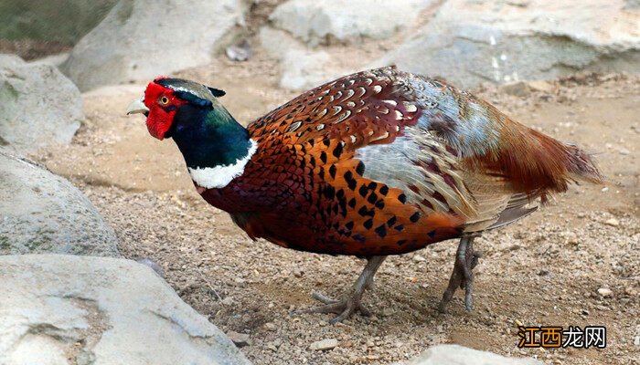 野鸡吃什么食物? 野鸡吃什么食物怎么喂养