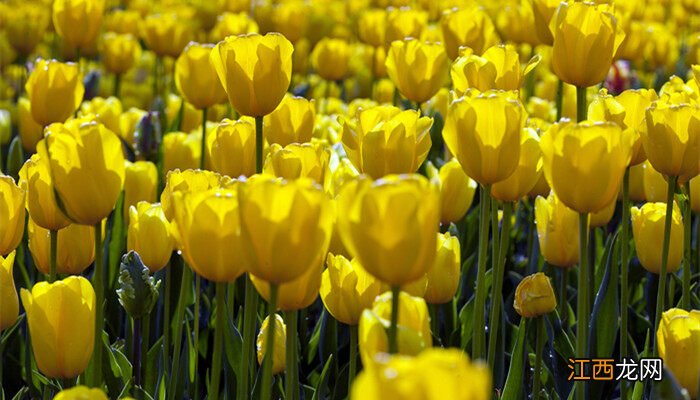 郁金香花期能开多久 郁金香花期