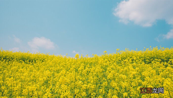 油菜花季节是什么时候开花 油菜花季节是什么时候