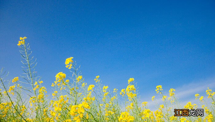 油菜花什么时候开花,春天还是夏天 油菜花什么时候开花