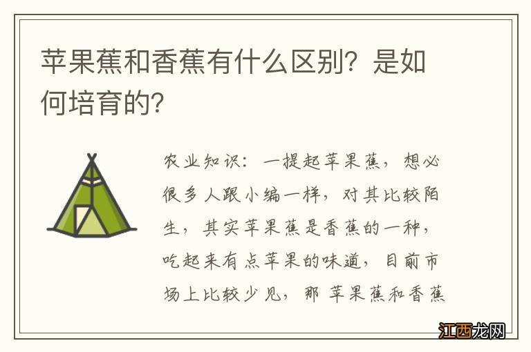 苹果蕉和香蕉有什么区别？是如何培育的？