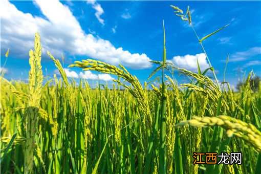 小麦灌浆期如何管理?做好这几点可获高产!