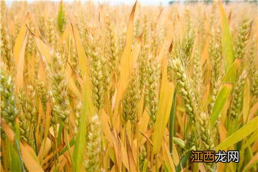 小麦灌浆期如何管理?做好这几点可获高产!