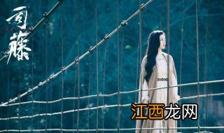 司藤里面那盆是什么花 司藤角色介绍