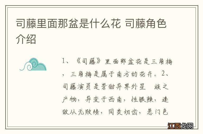 司藤里面那盆是什么花 司藤角色介绍