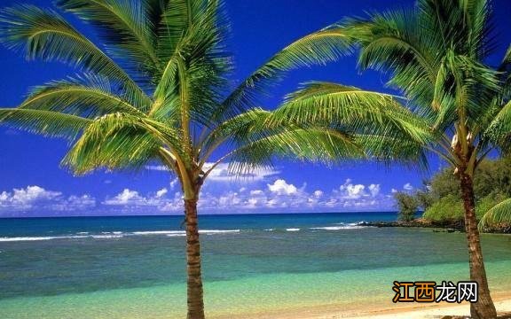 泰国一神奇的树木，外形和椰树差不多，一棵却能产数百斤大米