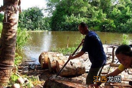 泰国一神奇的树木，外形和椰树差不多，一棵却能产数百斤大米