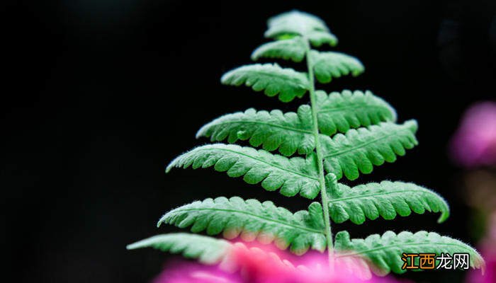 芒萁是什么植物类型 芒萁是什么植物