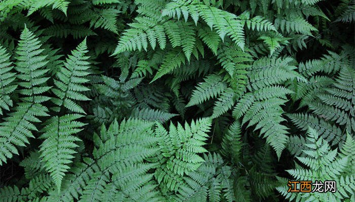 芒萁是什么植物类型 芒萁是什么植物