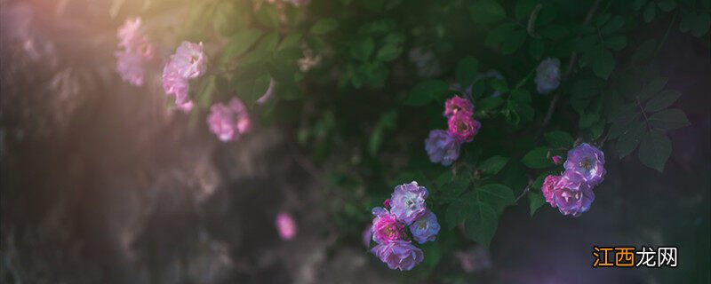 悠琴花是什么花什么时候开花 悠琴花是什么花