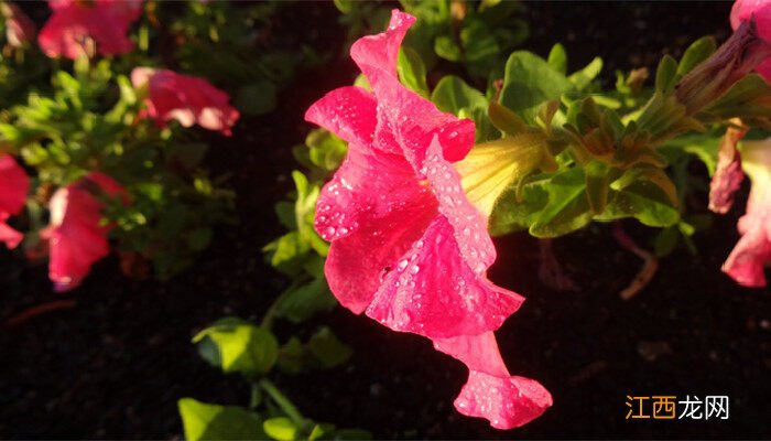 牵牛花怎么种植怎么养的过程 牵牛花怎么种植