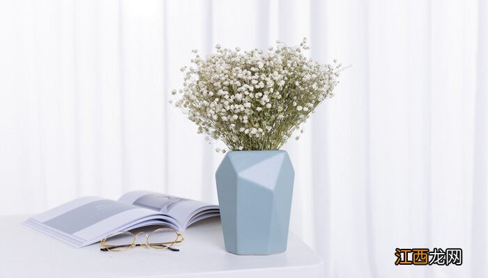 满天星如何种植方法 满天星如何种植