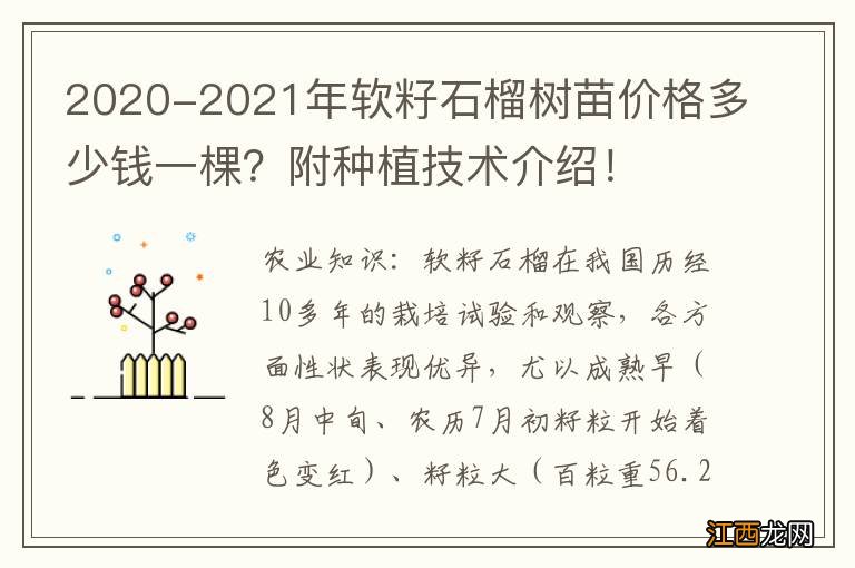 2020-2021年软籽石榴树苗价格多少钱一棵？附种植技术介绍！