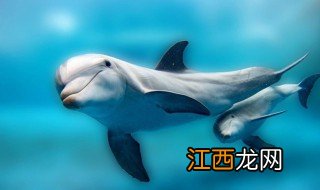 海豚是一种兽类而非鱼类英语 海豚是一种兽类而非鱼类