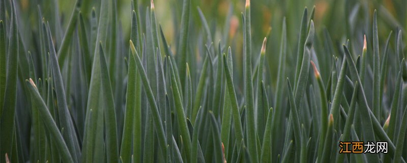 香葱种子怎么种植方法 香葱种子怎么种